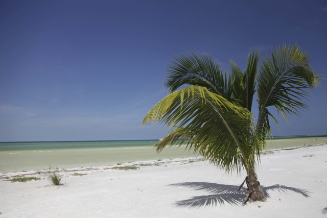  White sand and palm trees 