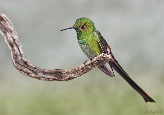 Colibrì dei Caraibi 