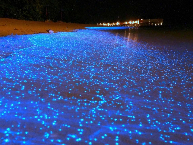 Bioluminiscente en el agua