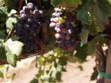 Ruta del Vino en Valle de Guadalupe con comida 8h