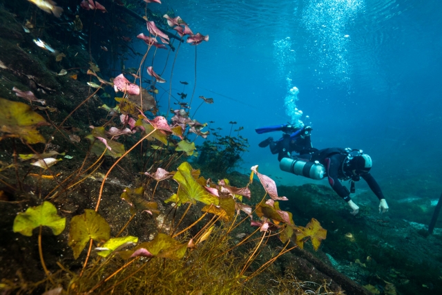  Entdecken Sie die Meereswelt von Playa del Carmen