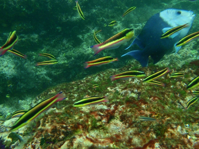 Peixe tropical 