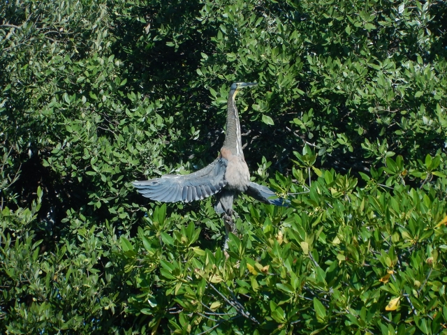  Bird Island 