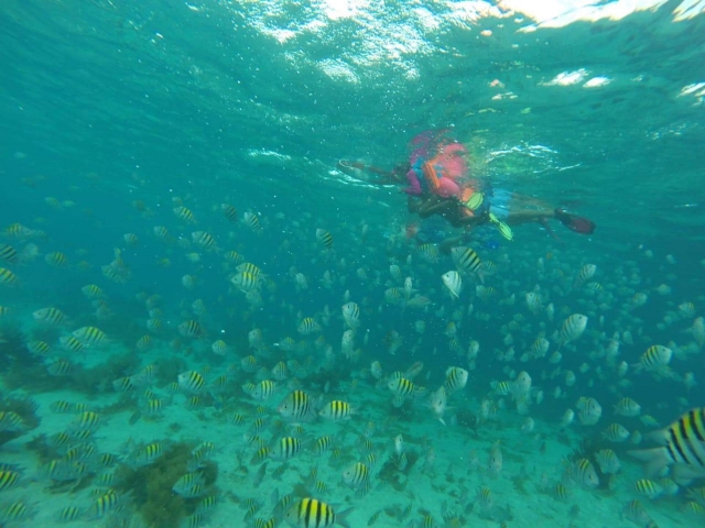  Schwimmen mit Fischen