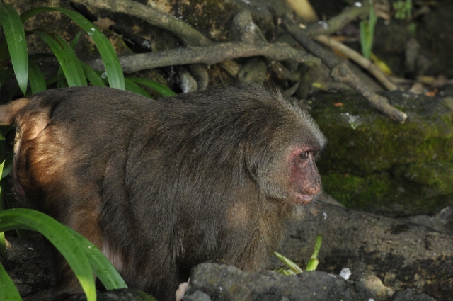  Île des Singes 