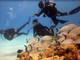 Immersioni nella barriera corallina di Playa del Carmen 4 ore