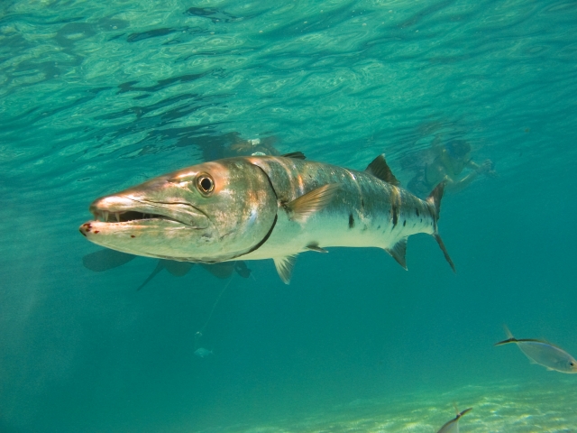  Marine fauna 