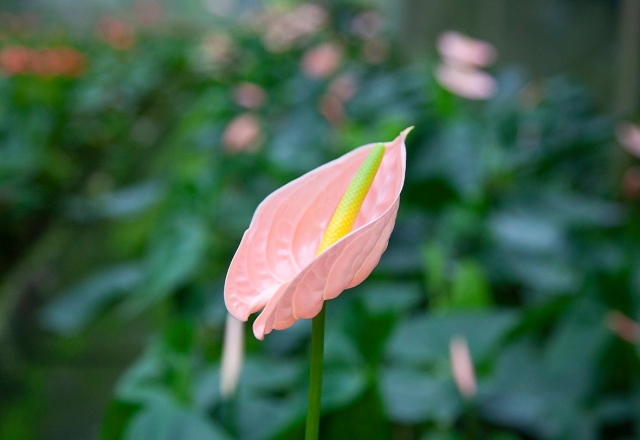  美丽的花朵 