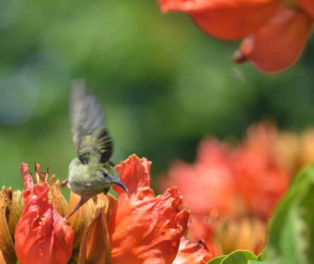  Wunderschöner Kolibri 