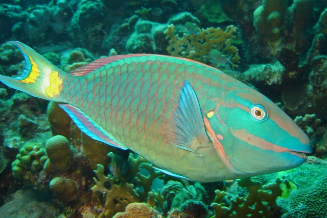  Poisson perroquet 