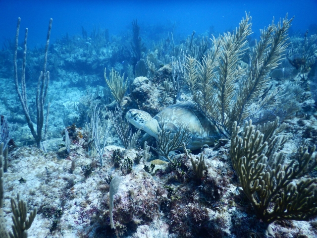  tortue de mer 