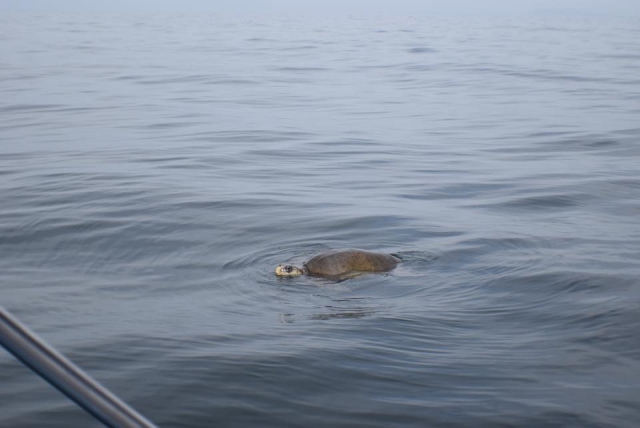 Tortugas marinas