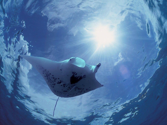  raie manta 