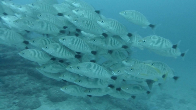  Viele Fische 