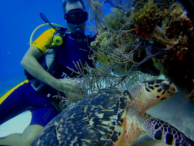 Descubre las especies que habitan en el mar 