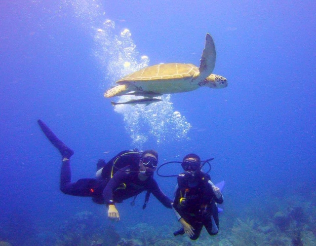 Bucea mientras admiras a las tortugas en Akumal