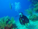 Enlace PADI Scuba Diver 