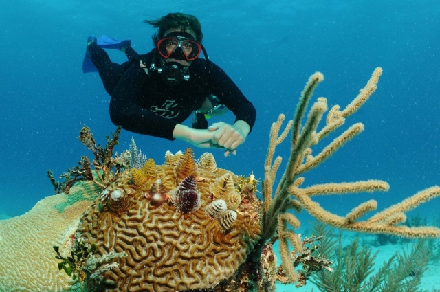  Barrier of Akumal-Riffe