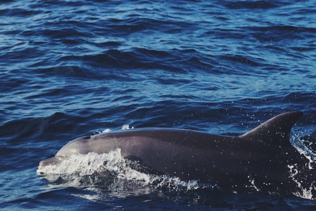  Delfino nel mare 