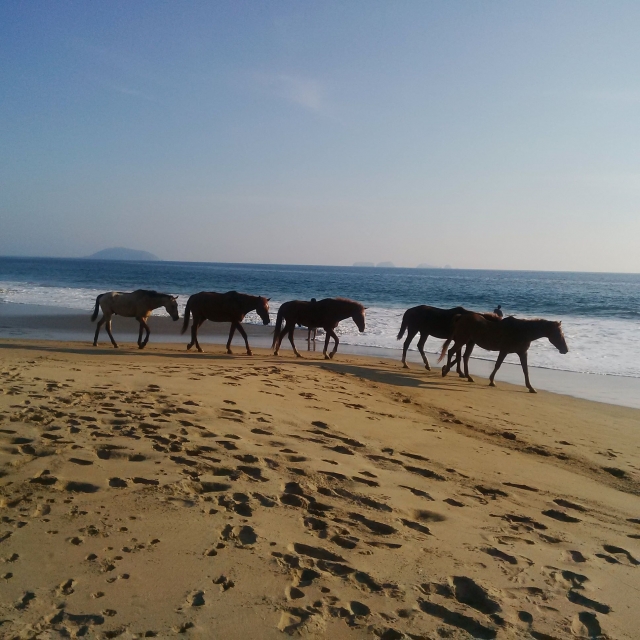  Pferd und Meer