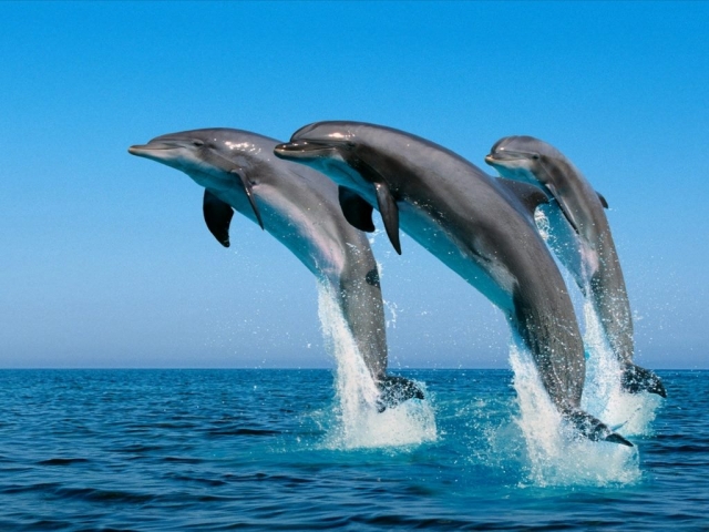  belos golfinhos 