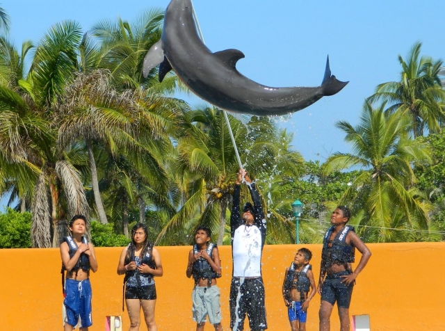 Acrobacias com golfinhos 