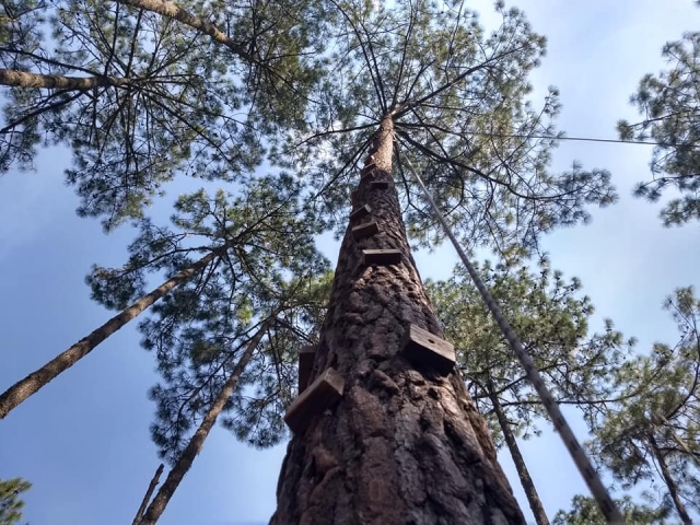  Cascatas vivem esta aventura de escalar uma bela árvore