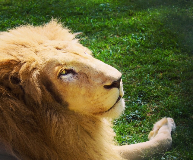 Conoce al rey de la selva