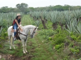 Reiten durch die wunderschöne Hacienda in Baca, 3 Stunden