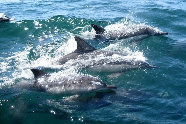 Avistamiento de delfines salvajes