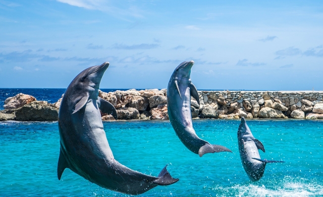 Delfines libres