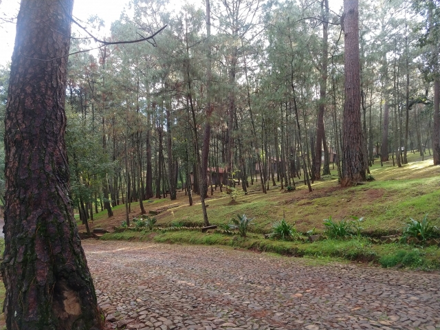  dentro da floresta