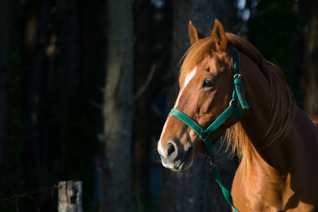 Passeggiata a cavallo nella valle 