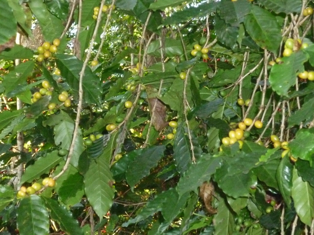  Piantagioni di caffè