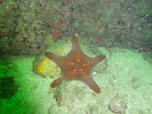  Stella marina 