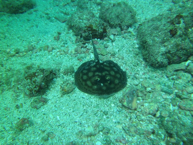  Piccola manta 