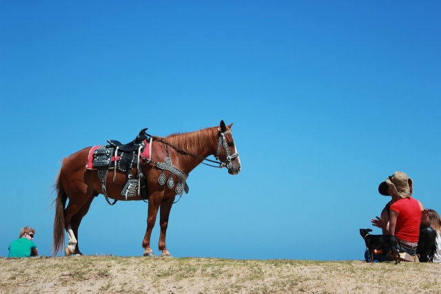  Passeggiate a cavallo 