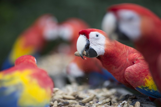 Coloridas guacamayas