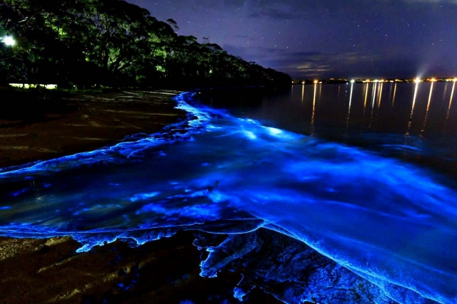  Biolumineszenz in Oaxaca