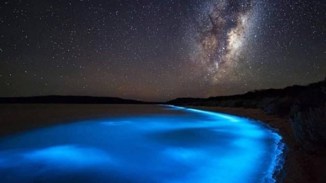  Biolumineszenzphänomen 