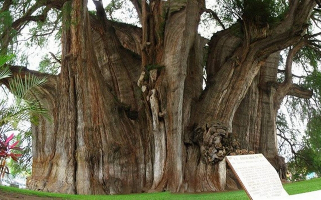  Atlixco Ahuehuete-Baum 