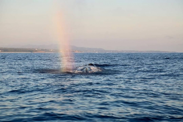  Wale in Puerto Angelito 