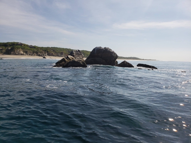  Osservazione di balene 