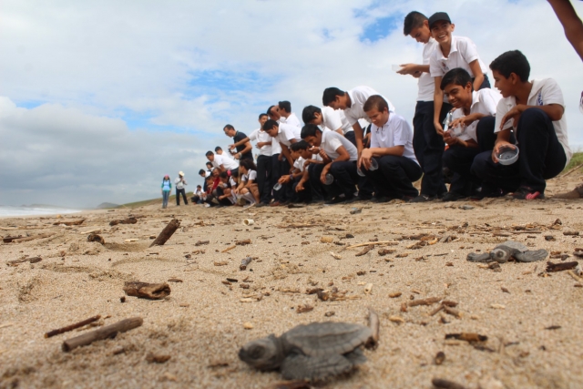  Libera le piccole tartarughe marine. 