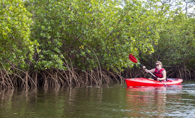 Kayaking among mangroves 