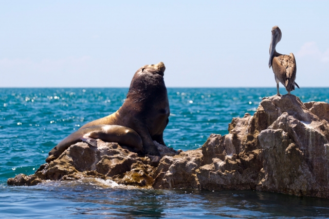 Fauna marina en Isla San Jorge