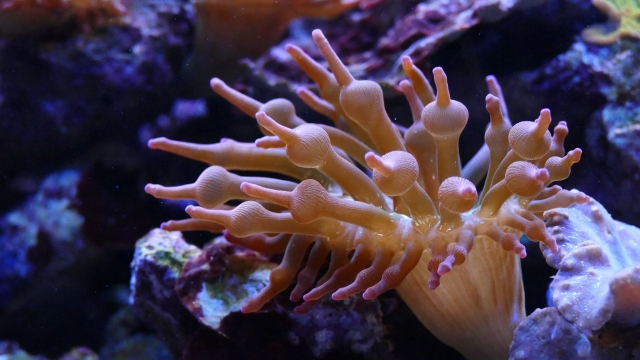  海底珊瑚 