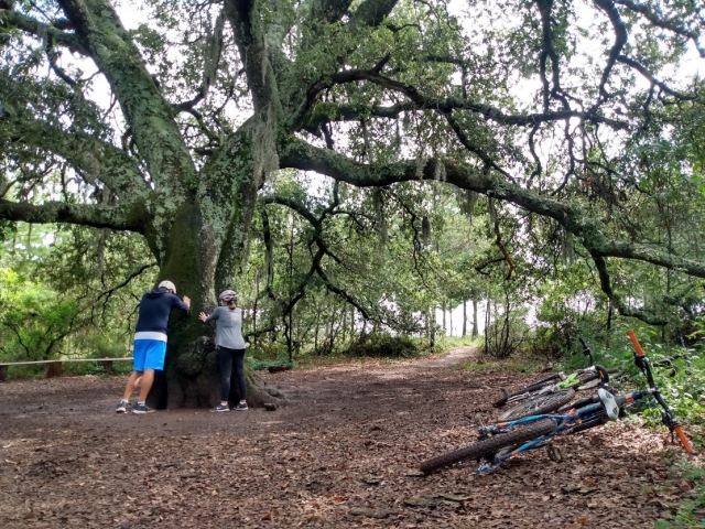  Percorso ciclistico tra gli alberi 