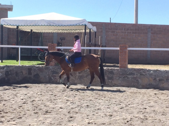 Trotting with the horse 