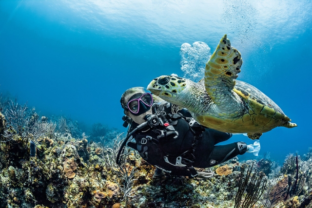  Sous la mer vous vous amuserez 